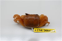 藏品(中華沙蟹)的圖片